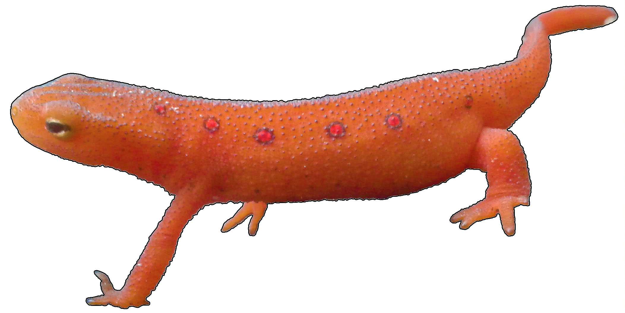 The Red Eft, the juvenile terrestrial life phase of the Red Spotted Newt.